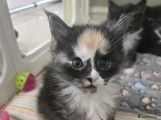 Maine Coon cats GCCF Registered Maine Coon Kittens - Advert 14