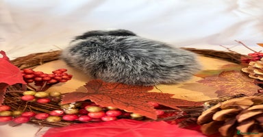 Mini Lop rabbits - Advert 12