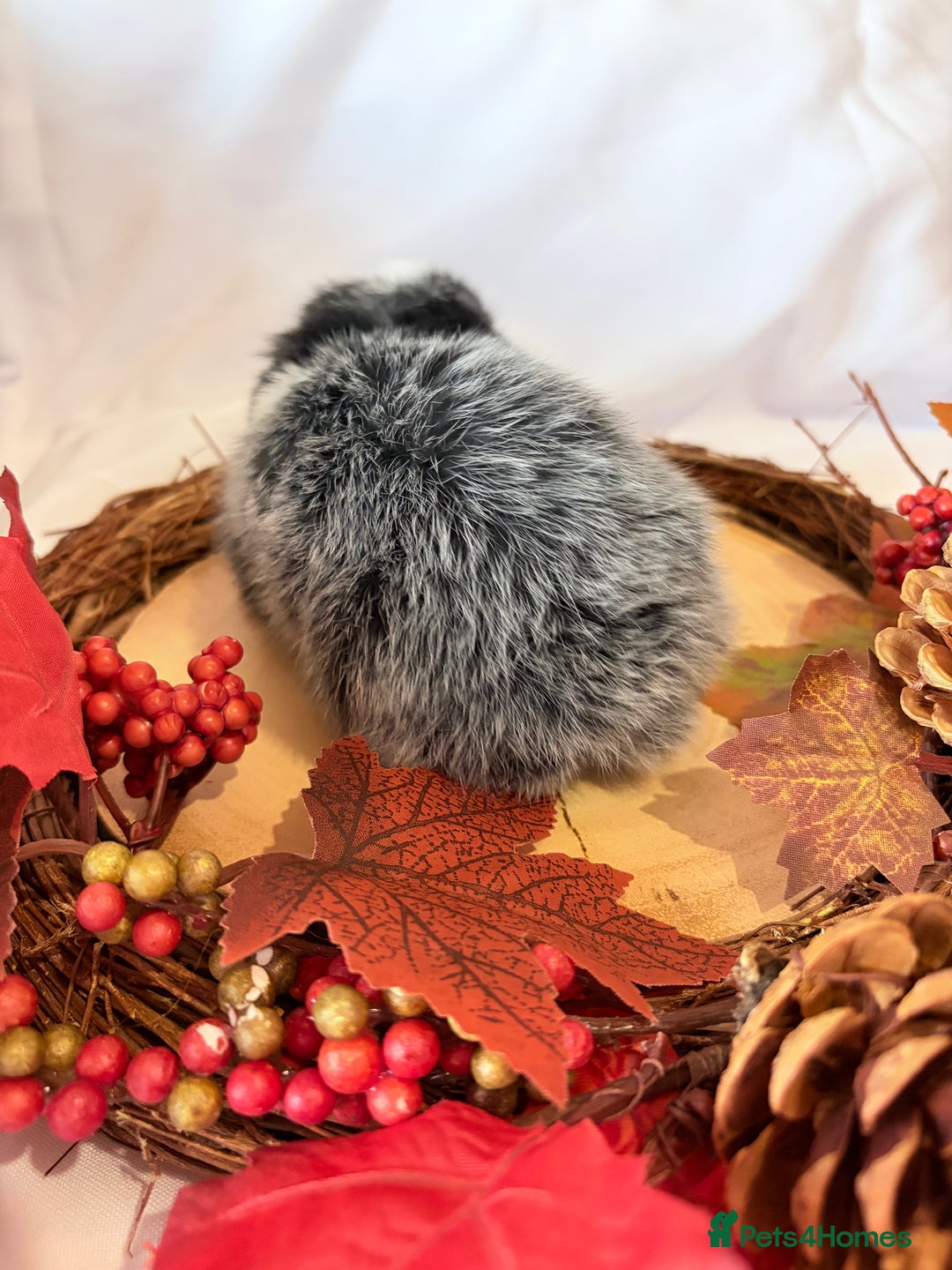 Mini Lop rabbits for sale: Gorgeous Pure Bred Mini Lops 💛 | RESERVE NOW 🐰 - Image 3