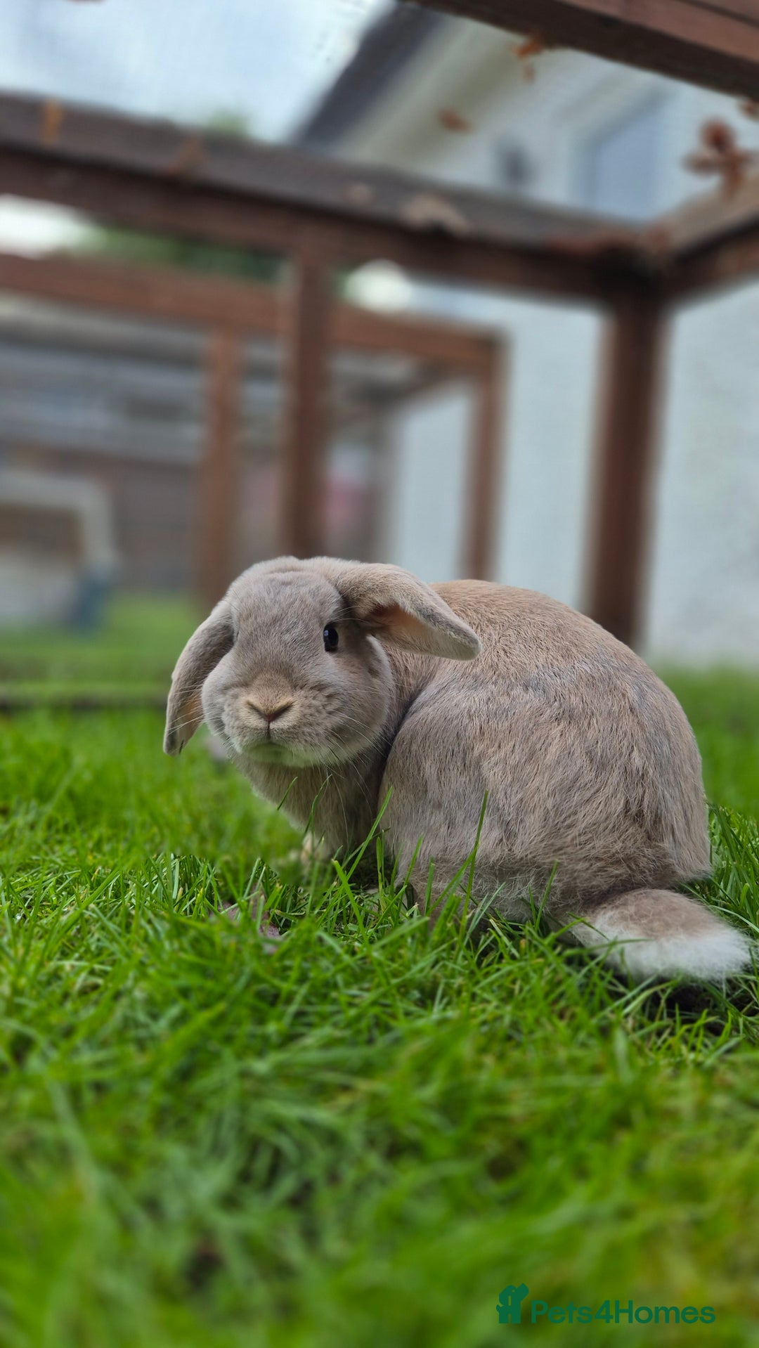 Dwarf Lop rabbits for sale: Huxley dwarf lop vaccinated,and castrated  - Advert 2