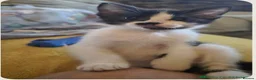 Mixed Breed cats for sale: 2 mixed breed siblings in Sunderland - Advert 7