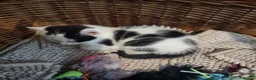 Mixed Breed cats for sale: Beautiful Kittens Looking for Loving Homes - Advert 13