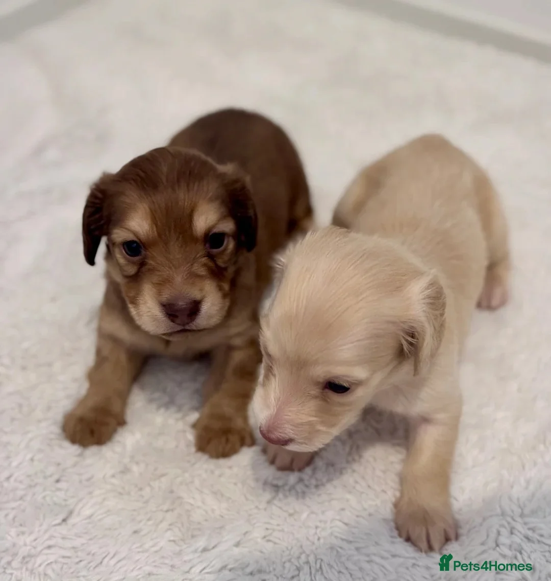 Miniature Dachshund dogs for sale:  Cream Long-Haired Miniature Dachshund Puppies in Sale - Advert 1