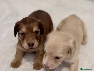 Miniature Dachshund dogs Cream Long-Haired Miniature Dachshund Puppies - Advert 4