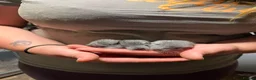 Chinchilla rodents for sale: 3 adorable chinchillas  - Advert 2