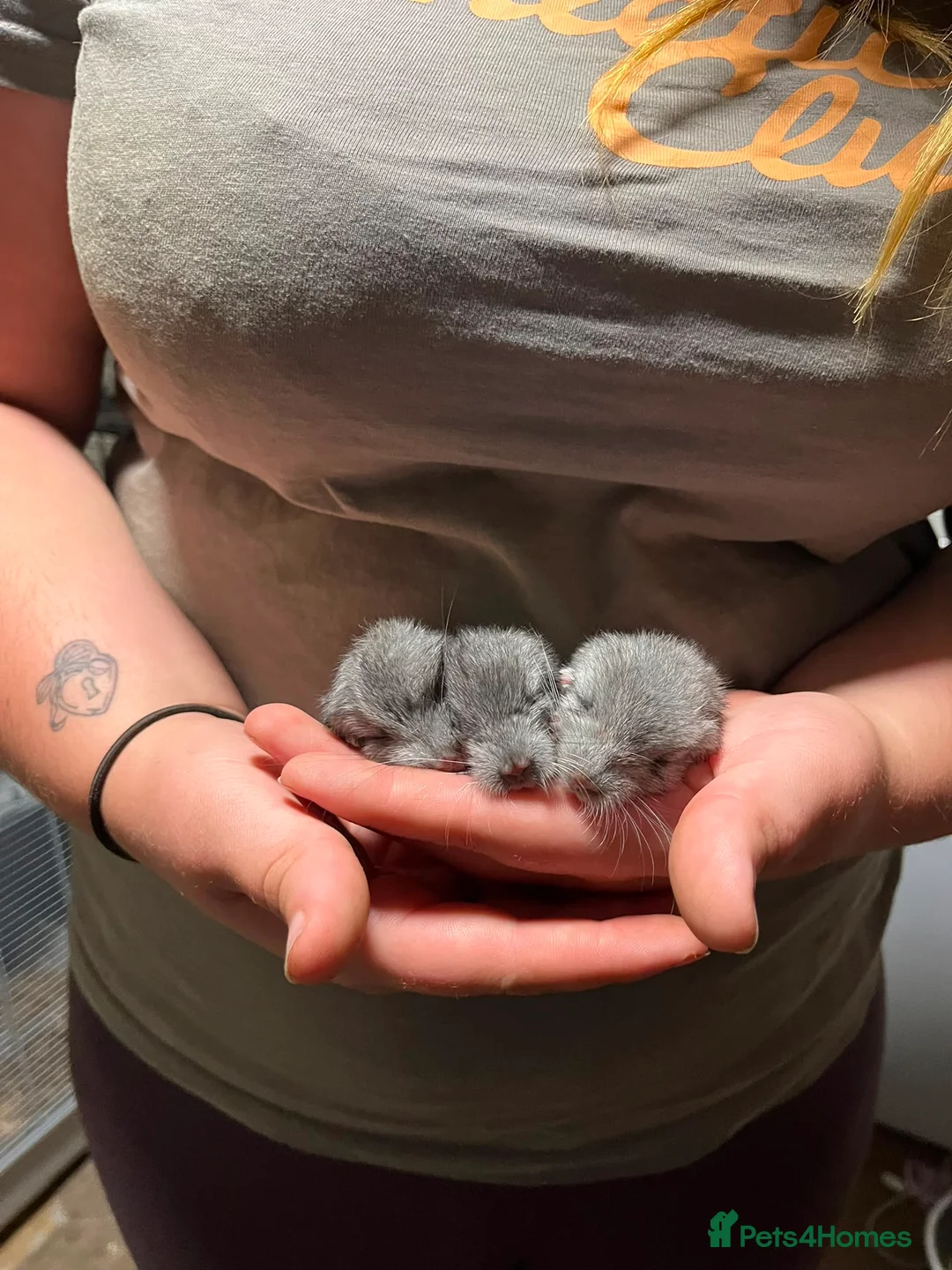 Chinchilla rodents for sale: 3 adorable chinchillas  - Advert 2