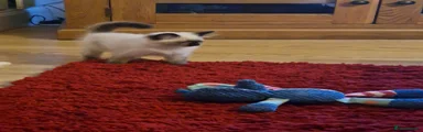 Ragdoll 2