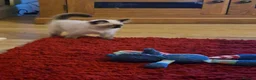 Ragdoll cats for sale: Ragdoll kittens in Newcastle upon Tyne - Advert 11