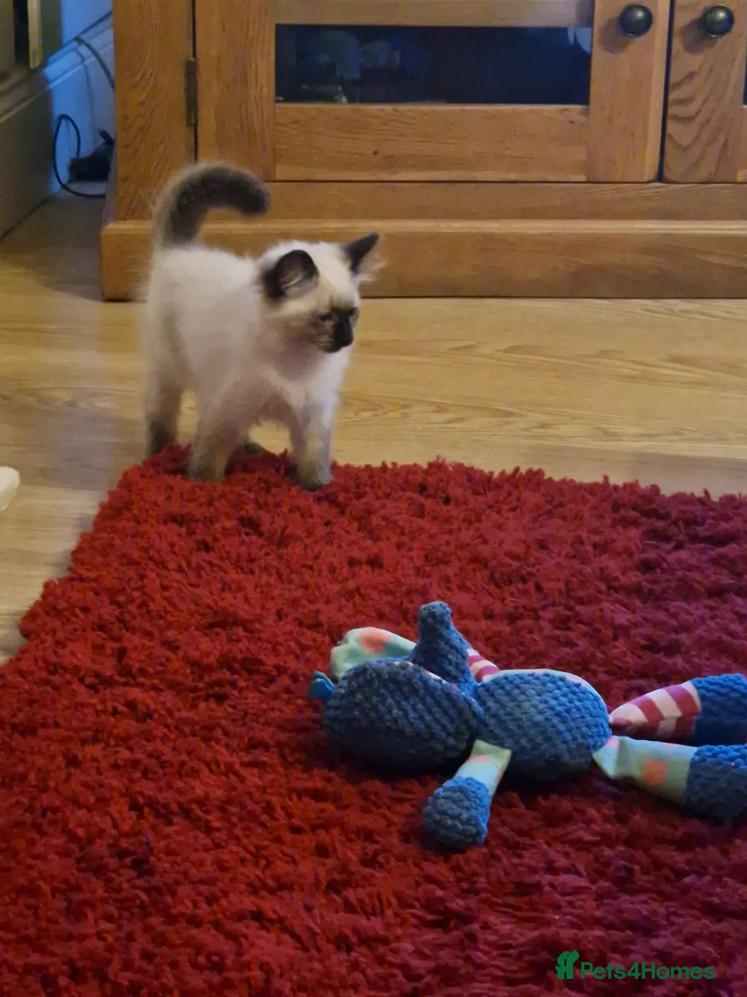 Ragdoll cats for sale: Ragdoll kittens in Newcastle upon Tyne - Advert 11