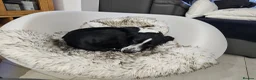 Pointer dogs for sale: 18 month old pointer - Advert 8