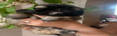 Shih Tzu 5