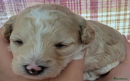 Maltipoo dogs for sale: F1b Maltipoo - Image 13