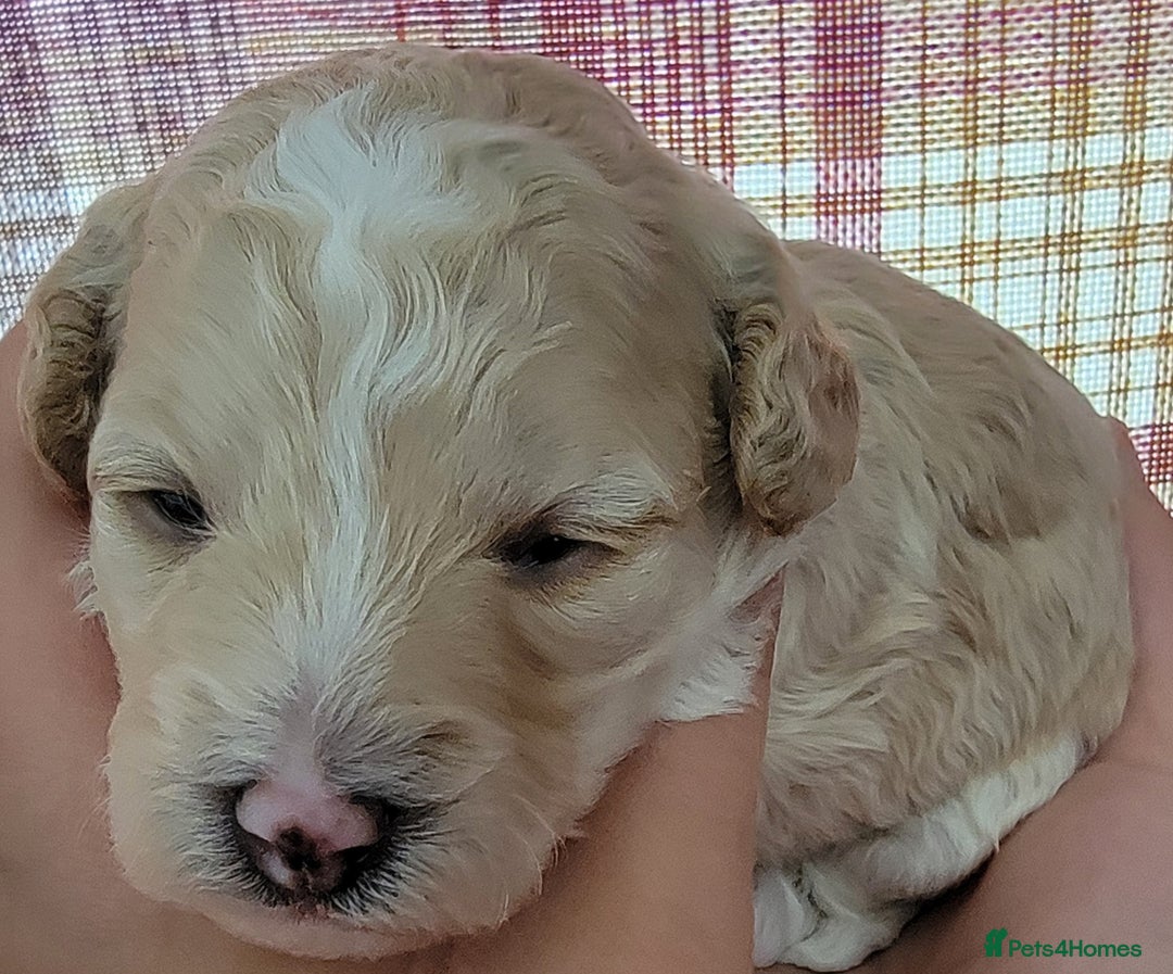Maltipoo dogs for sale: F1b Maltipoo - Image 13