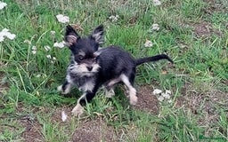 Chorkie dogs for sale: Chorkis pup  - Image 3