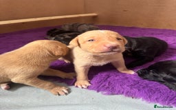 Mixed Breed dogs for sale: Gorgeous medium pups - Image 8