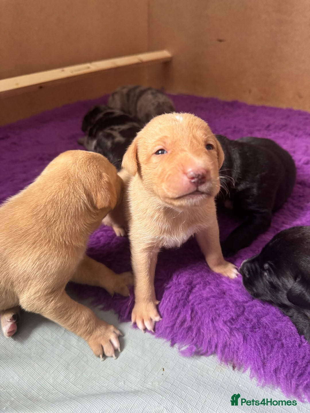 Mixed Breed dogs for sale: Gorgeous medium pups - Image 8