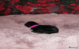 Cavapoo dogs for sale: Exceptional Cavapoo babies  - Image 4