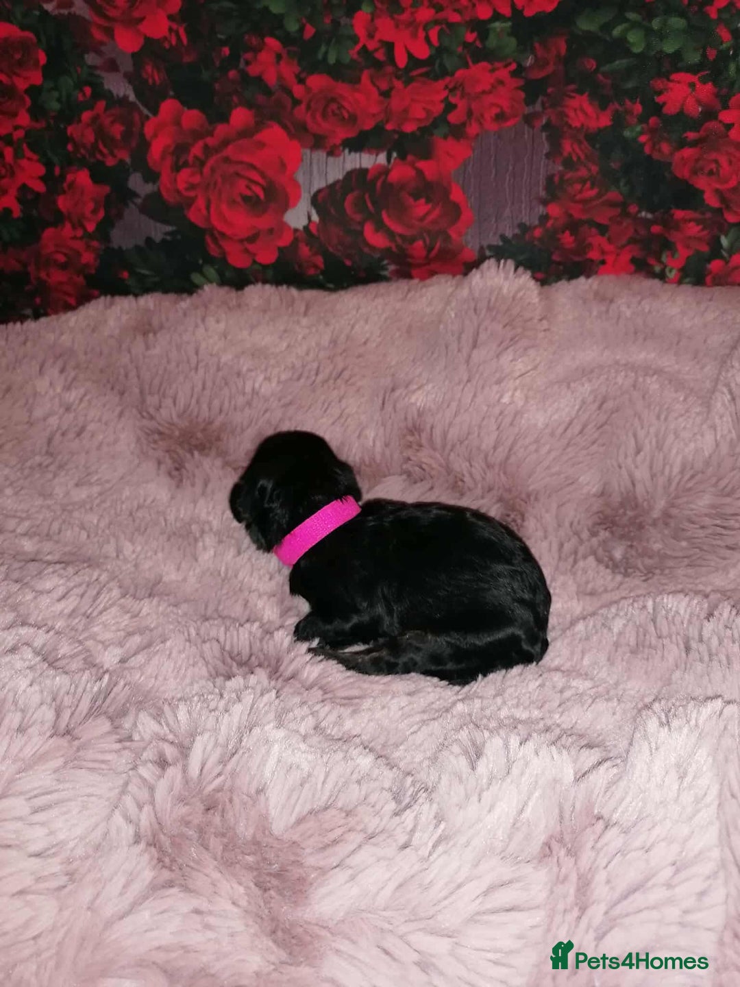 Cavapoo dogs for sale: Exceptional Cavapoo babies  - Image 4