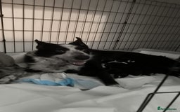 Border Collie dogs for sale: Border Collie Puppies - Image 5