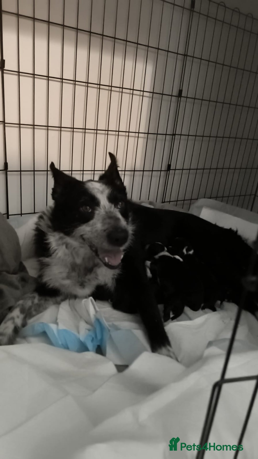 Border Collie dogs for sale: Border Collie Puppies - Image 5