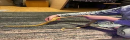 Corn Snake reptiles for sale: Marmalade  - Advert 2