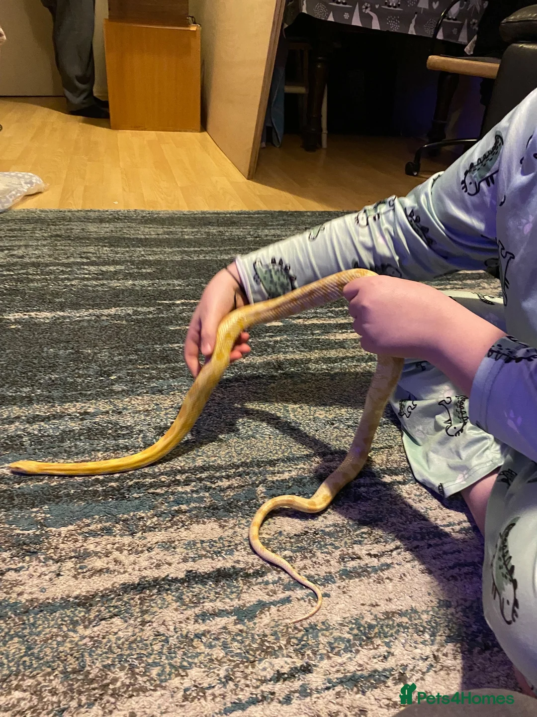 Corn Snake reptiles for sale: Marmalade  - Advert 2