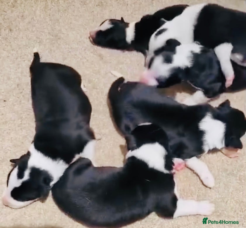 Border Collie dogs REGISTERED HEALTH TESTED BORDER COLLIE PUPS - Advert 16