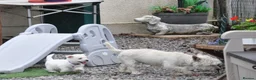 West Highland Terrier dogs for sale: West Highland Terrier Puppy Girls - Advert 6