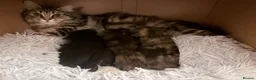 Mixed Breed cats for sale: Adorable kittens for sale  - Advert 2
