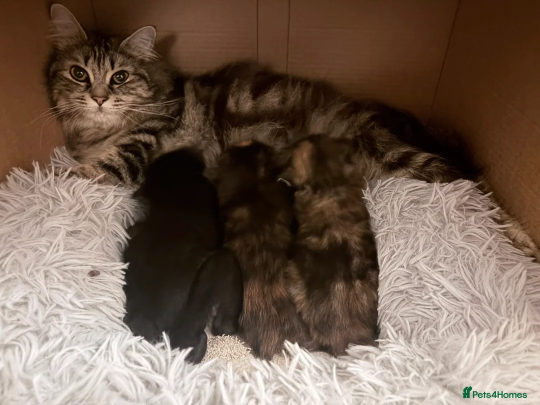 Mixed Breed cats for sale: Adorable kittens for sale  - Advert 2