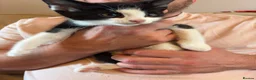 Mixed Breed cats for sale: Litter of 6 beautiful kittens - Advert 2