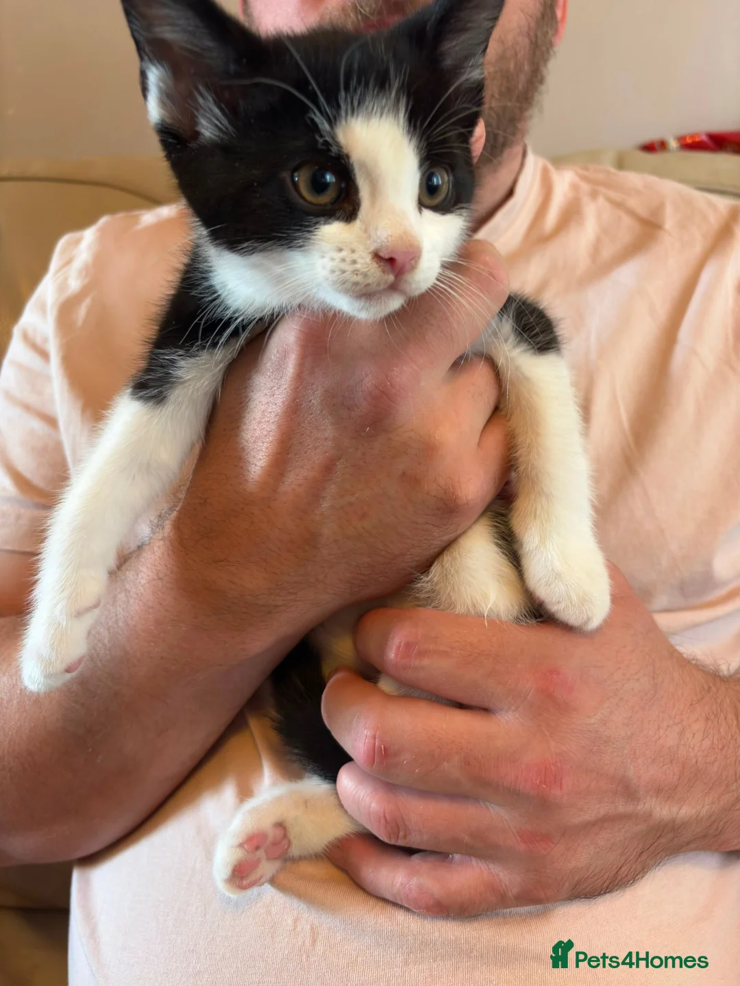 Mixed Breed cats for sale: Litter of 6 beautiful kittens - Advert 2
