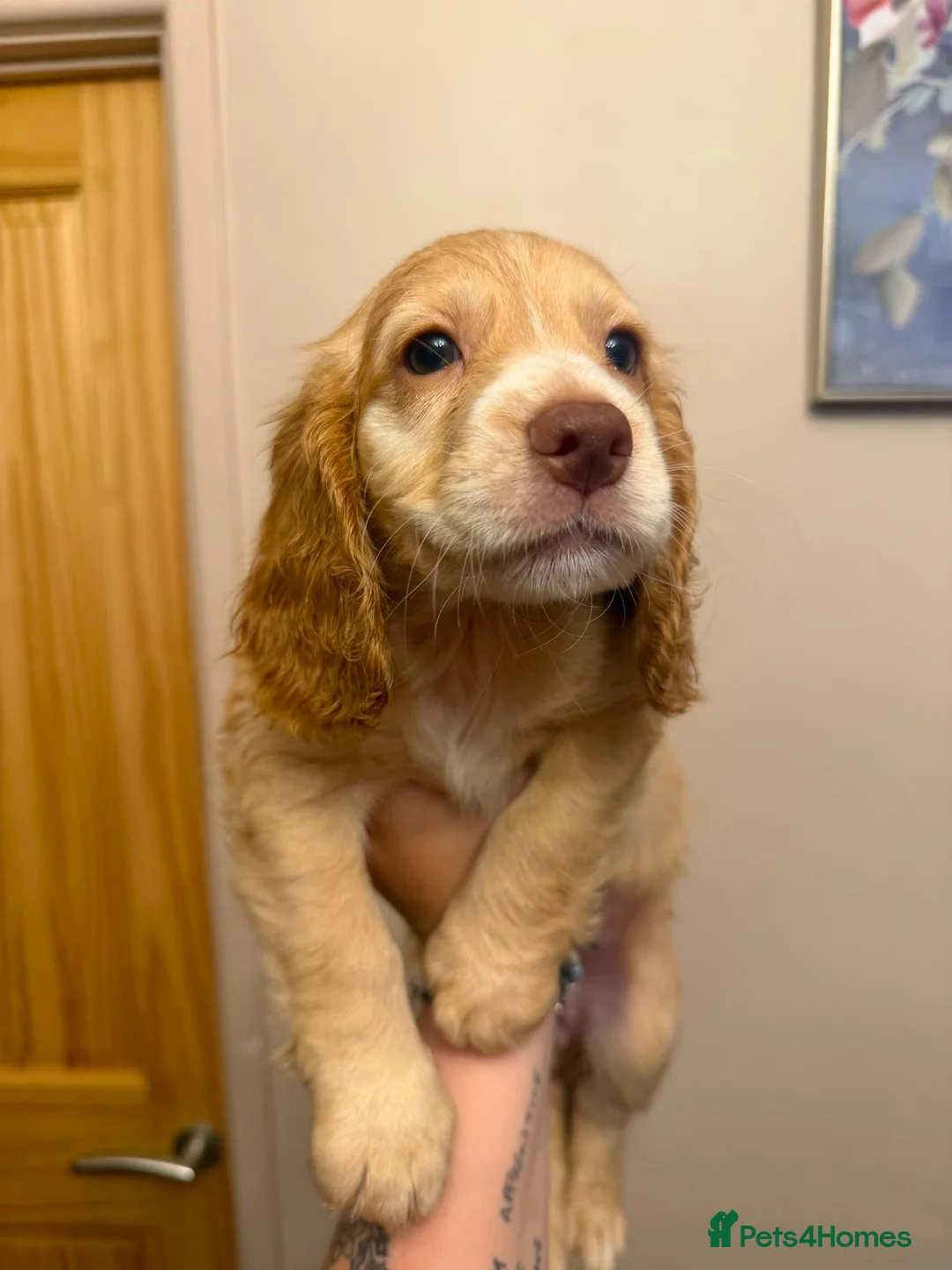 Cocker Spaniel dogs for sale: Cocker spaniel puppies  - Advert 2
