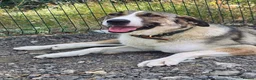 Mixed Breed dogs for adoption: Beautiful Big Girl Blanca  - Advert 22