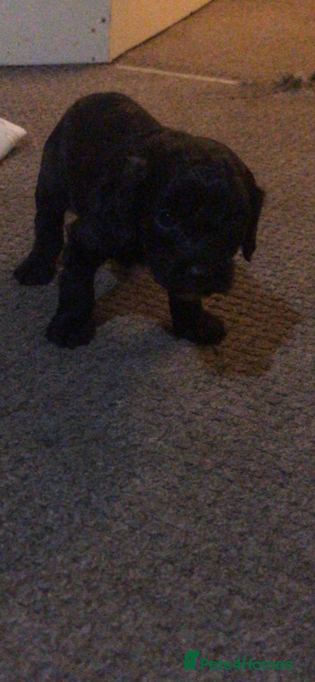 Cavapoo dogs for sale: Stunning black Cavapoo boy - Advert 6