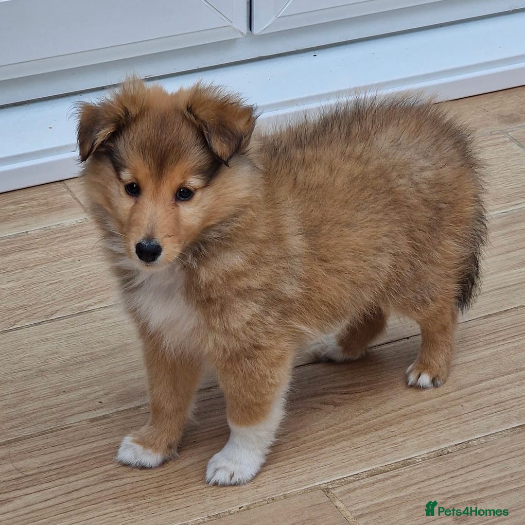 Shetland Sheepdog dogs for sale: Sable and white Sheltie puppy - Image 2