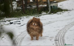 German Spitz dogs for stud: German spitz - Image 2