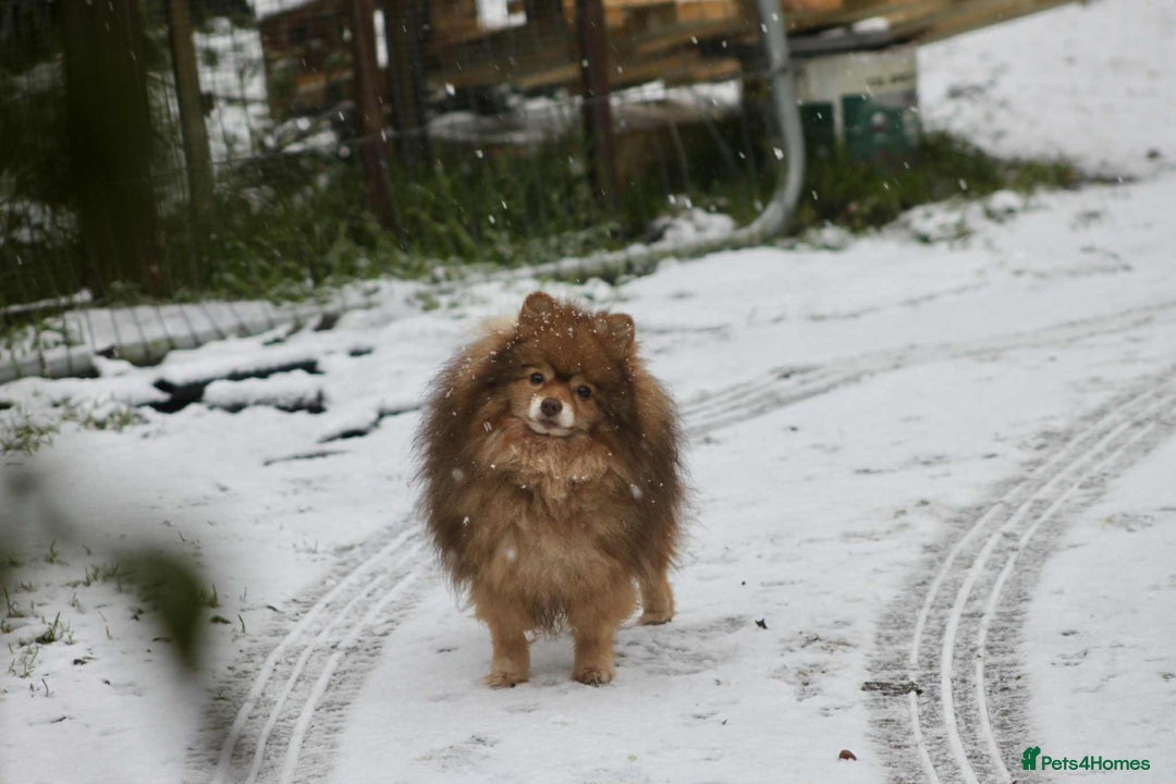 German Spitz dogs for stud: German spitz - Image 2