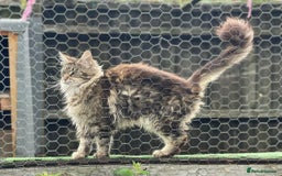 Maine Coon cats for sale: POLYDACTYL BEAUTY - Image 6