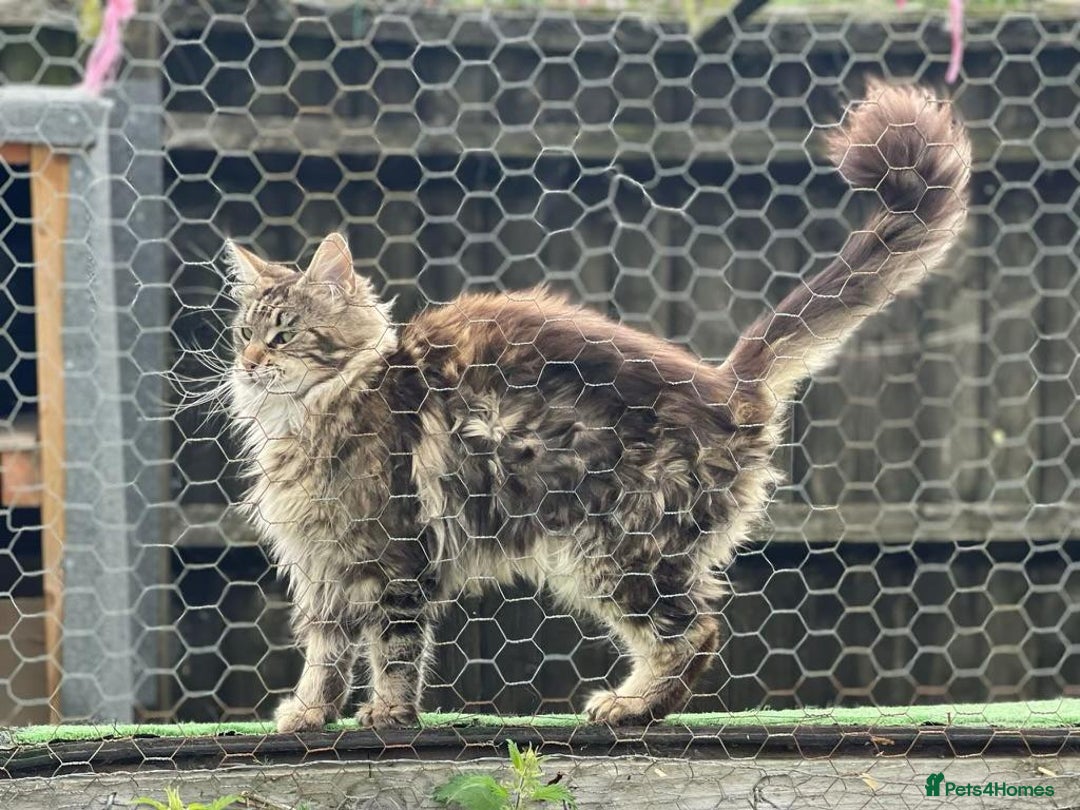 Maine Coon cats for sale: POLYDACTYL BEAUTY - Image 6
