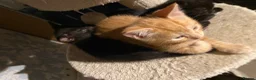 Mixed Breed cats for sale: Cute Little Kittens Available Now  - Advert 5