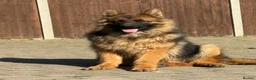 German Shepherd dogs for sale: Pure German Shepherd ready to move at a new home - Advert 5