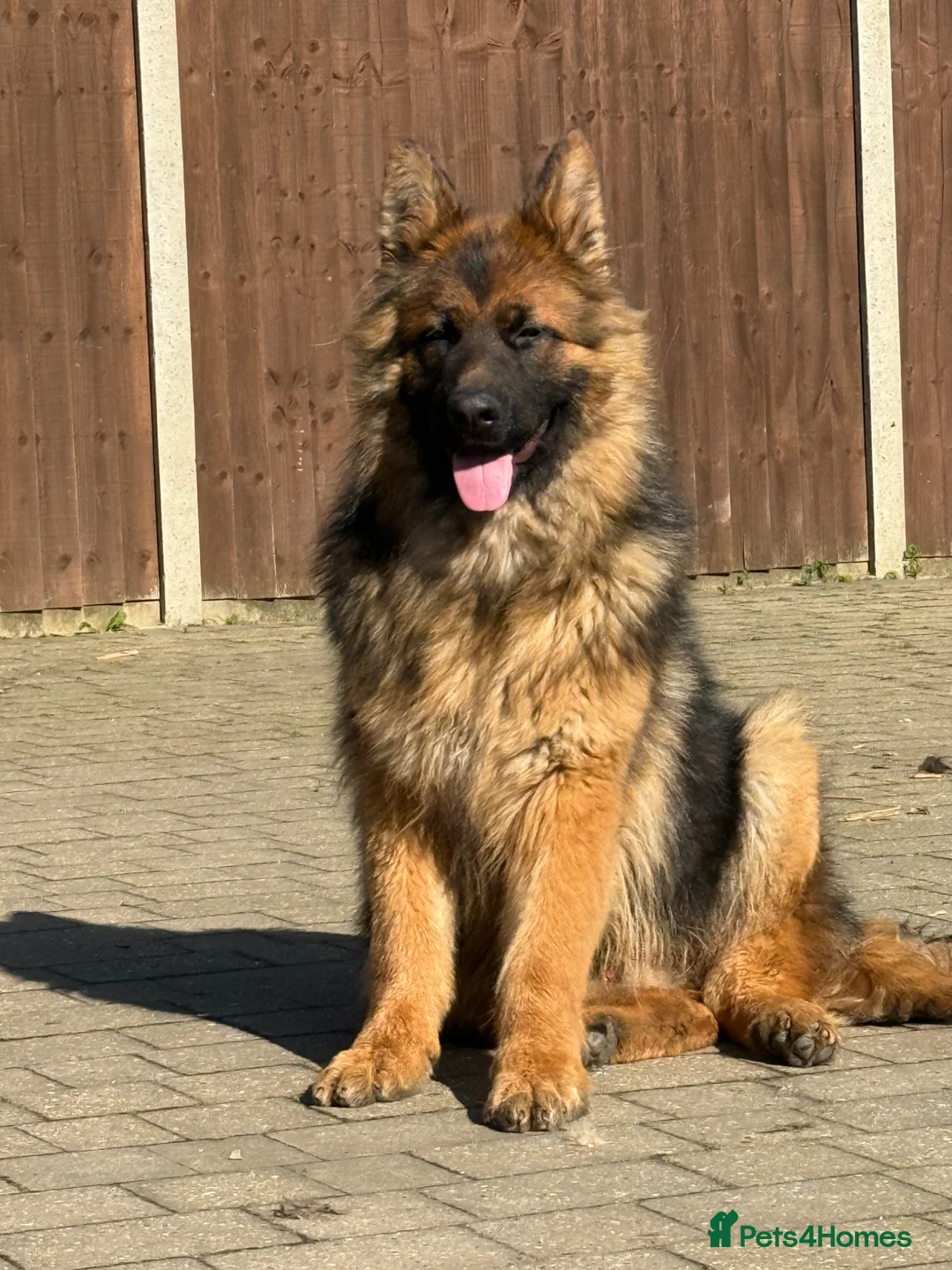 German Shepherd dogs for sale: Pure German Shepherd ready to move at a new home - Advert 5