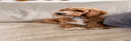 Mini Goldendoodle dogs for sale: S2027 LIST ! AUSTRALIAN DOODLES HEALTH TESTED🐾  - Advert 4