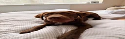 Labrador Retriever dogs for sale: Chocolate Labrador/Retriever  - Advert 4