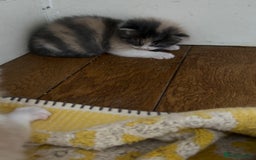 Maine Coon cats for sale: Beautiful Maine Coon X kittens - Image 15