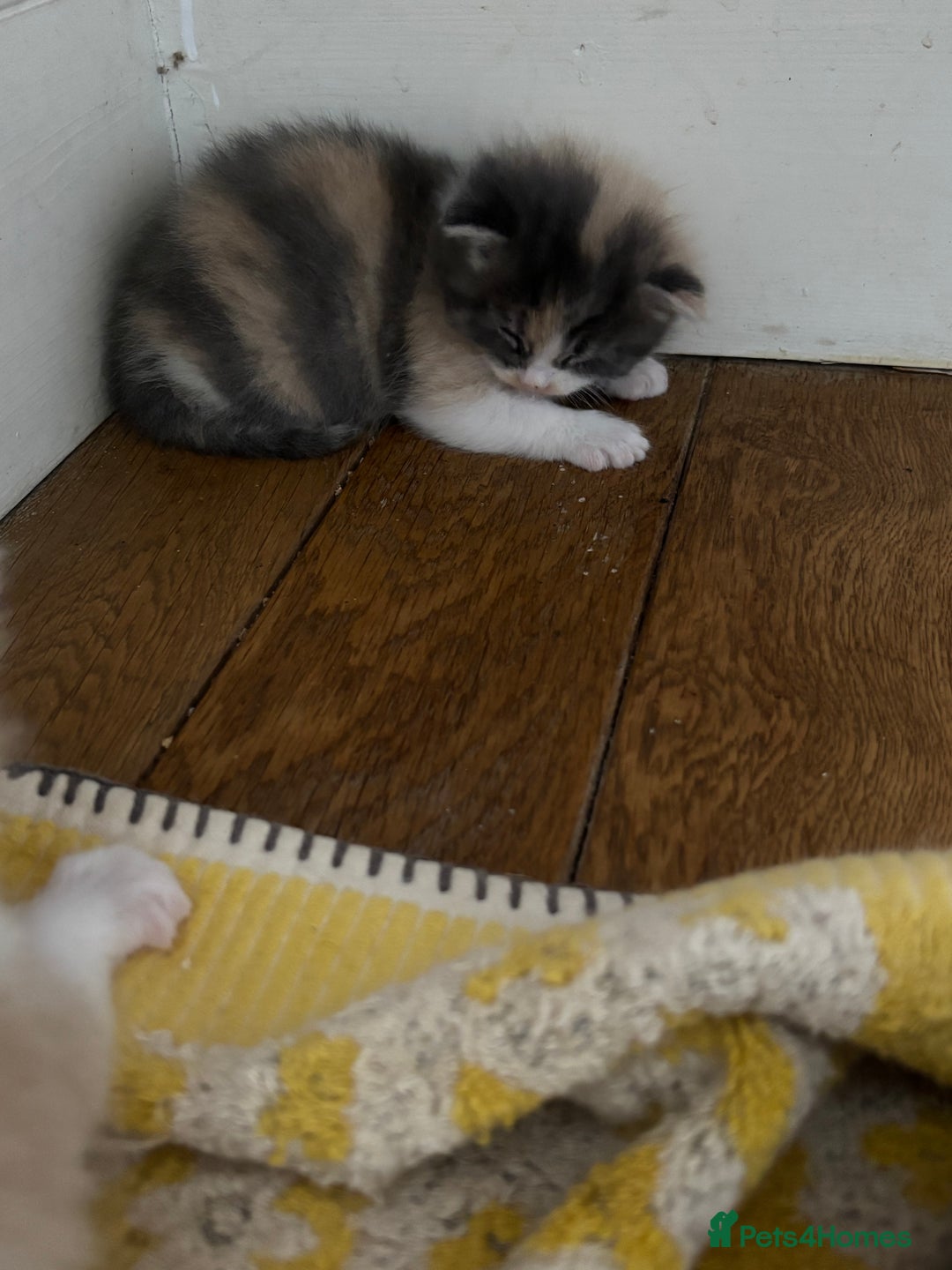 Maine Coon cats for sale: Beautiful Maine Coon X kittens - Image 15