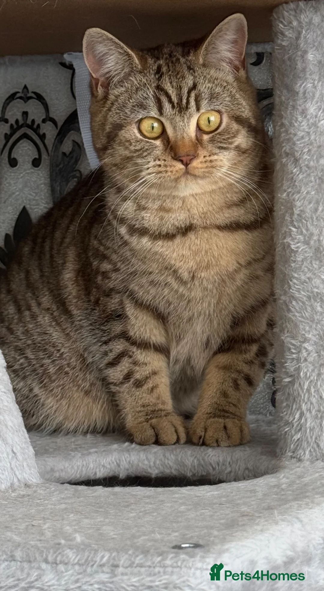 British Shorthair cats for sale: stunning british shorthair  - Advert 2