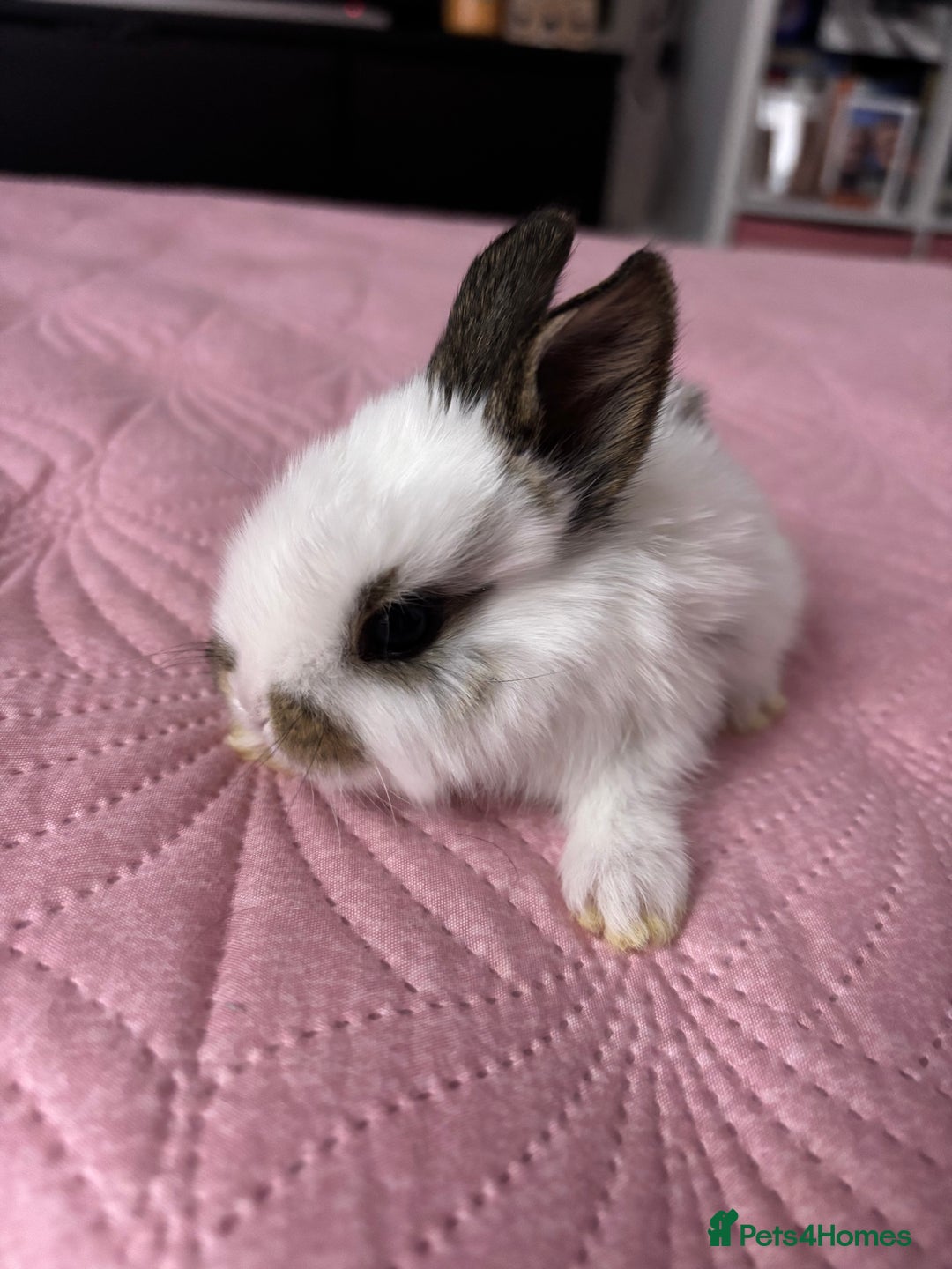 Mixed Breed rabbits for sale: 7 Gorgeous mixed dwarf hotot minilops  - Advert 15
