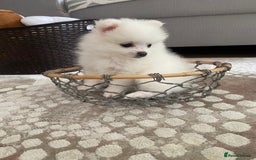 Pomeranian dogs for sale: Lovely Pomeranian - Image 9